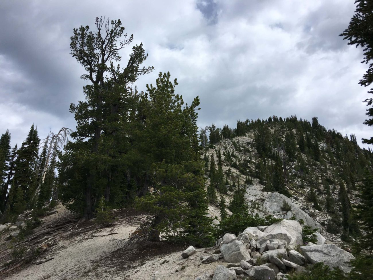 High-elevation five-needle pne habitat. E. Shaw.