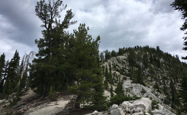 High-elevation five-needle pne habitat. E. Shaw.