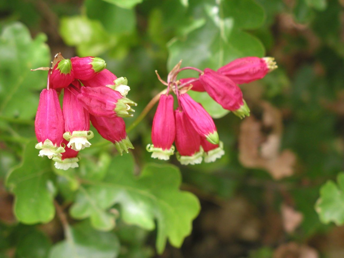 Firecracker-flower. S. Gallaugher.