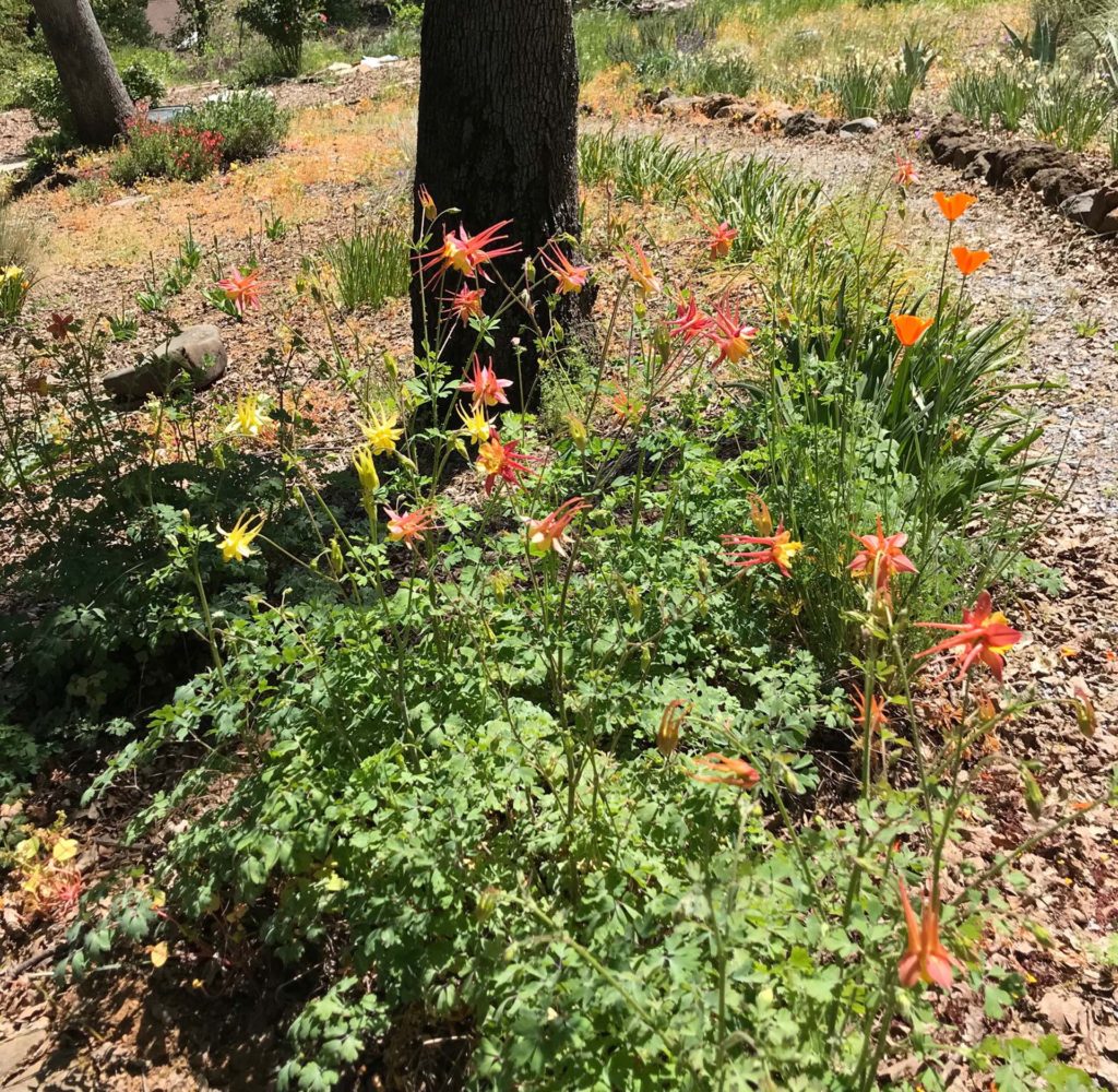 Western columbine. S. Libonati-Barnes.