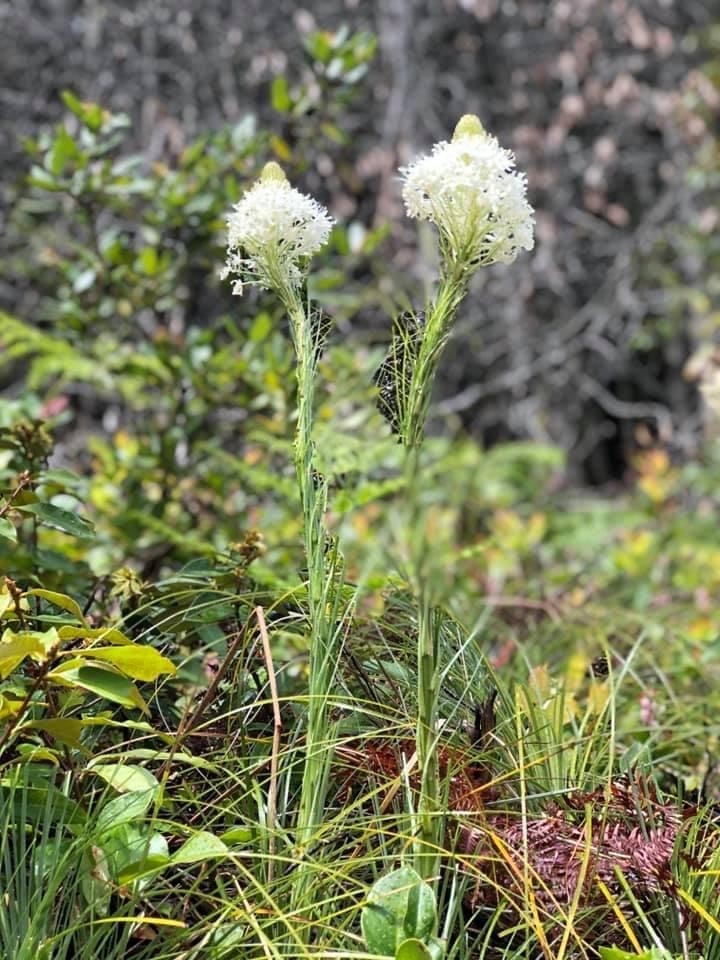 Beargrass flower by Salena McLaughlin