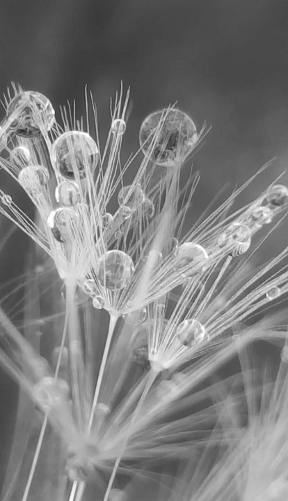 Dandelion and Dewdrops by Thea Cowsky.