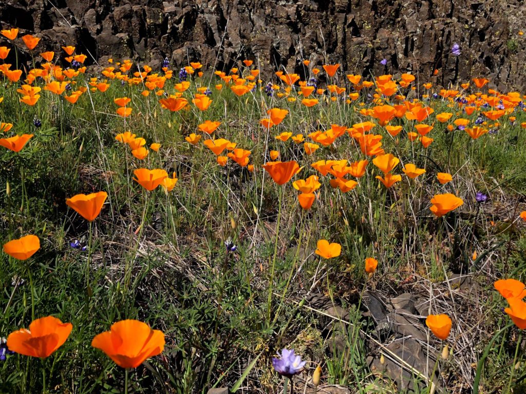 Foothill poppies.  C. Harvey.