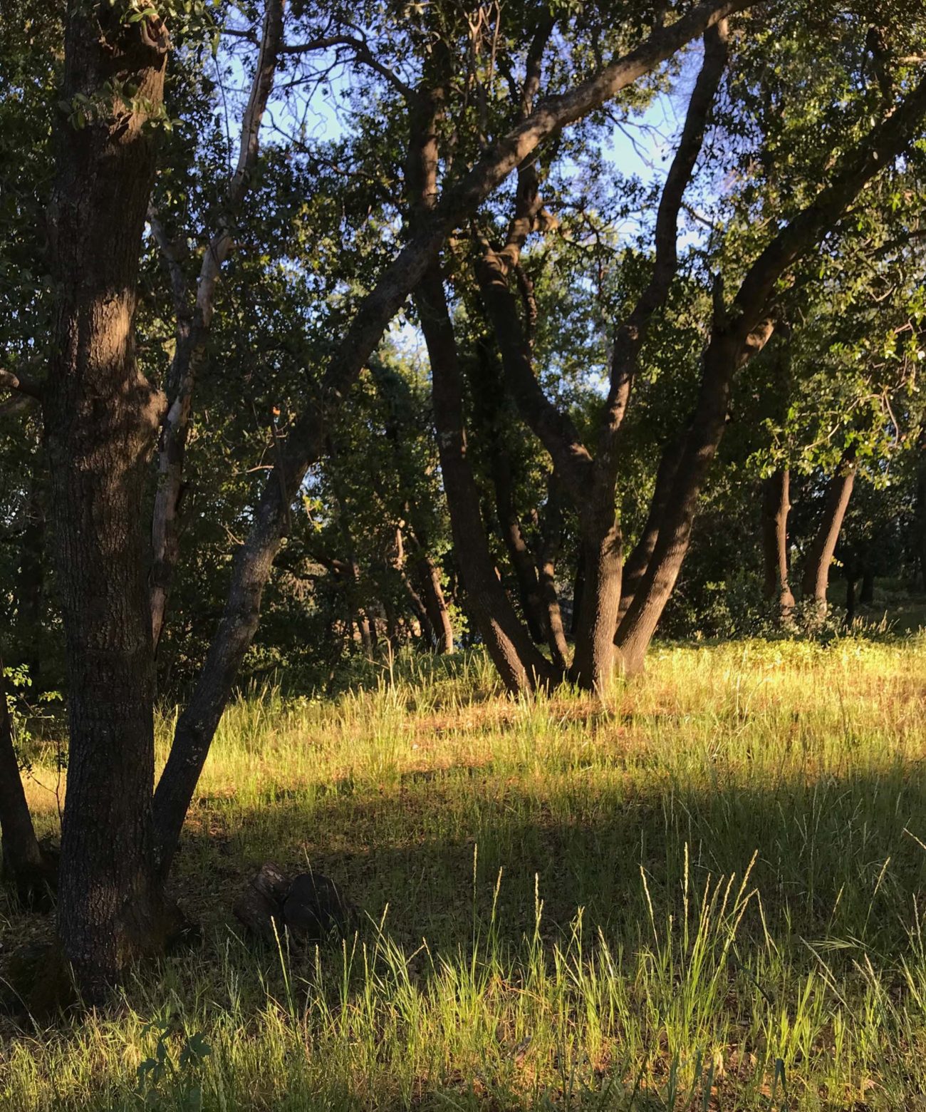 Melic grass with live oaks. S. Libonati-Barnes.