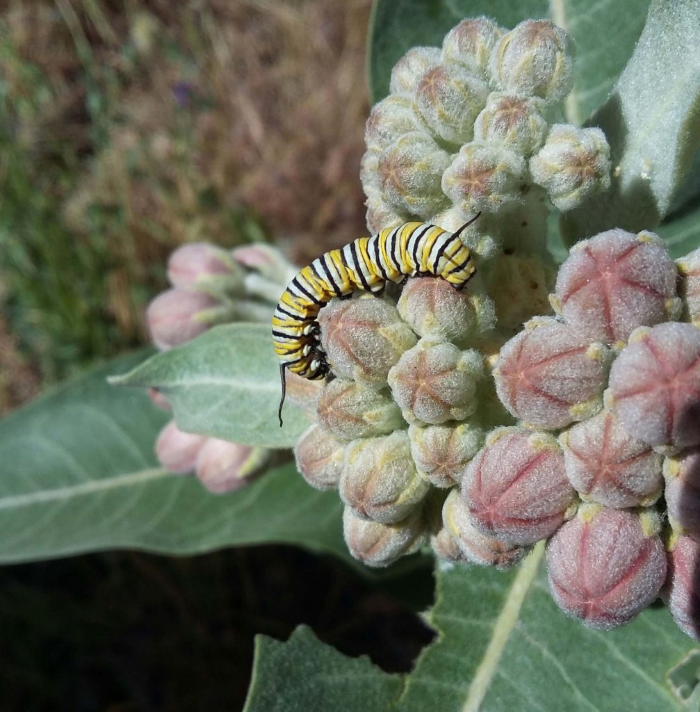 Monarch butterfly caterpillar on showy milkweed buds. M. Widdowson.