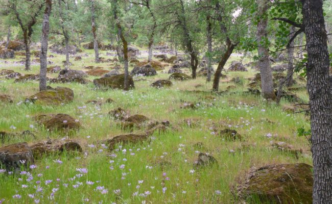 Blue oak woodland east of Inks Creek. D. Burk.