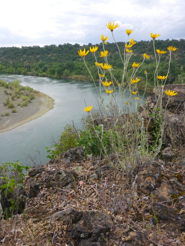 Woolly sunflower on promontory. D. Burk.