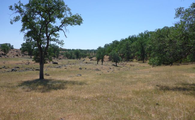 Lookiing south from scout Trail. D. Burk.