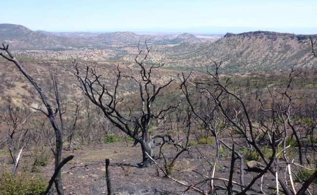 View NE from trail. D. Burk.