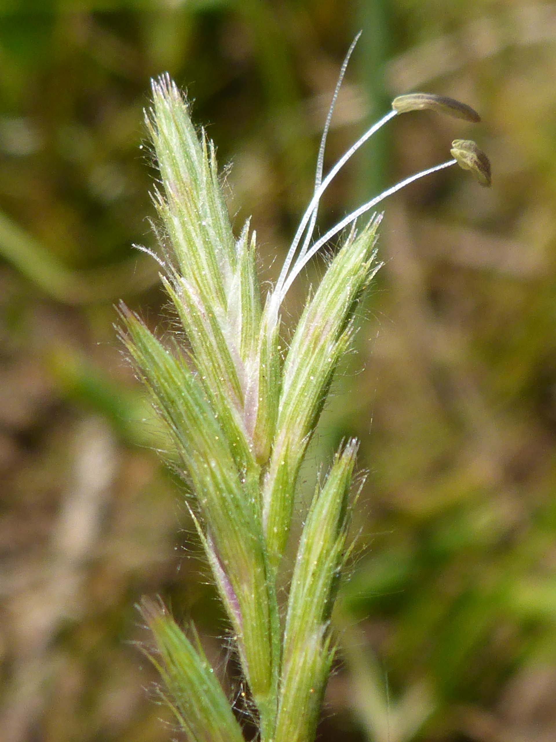 Slender Orcutt grass close-up. D. Burk.