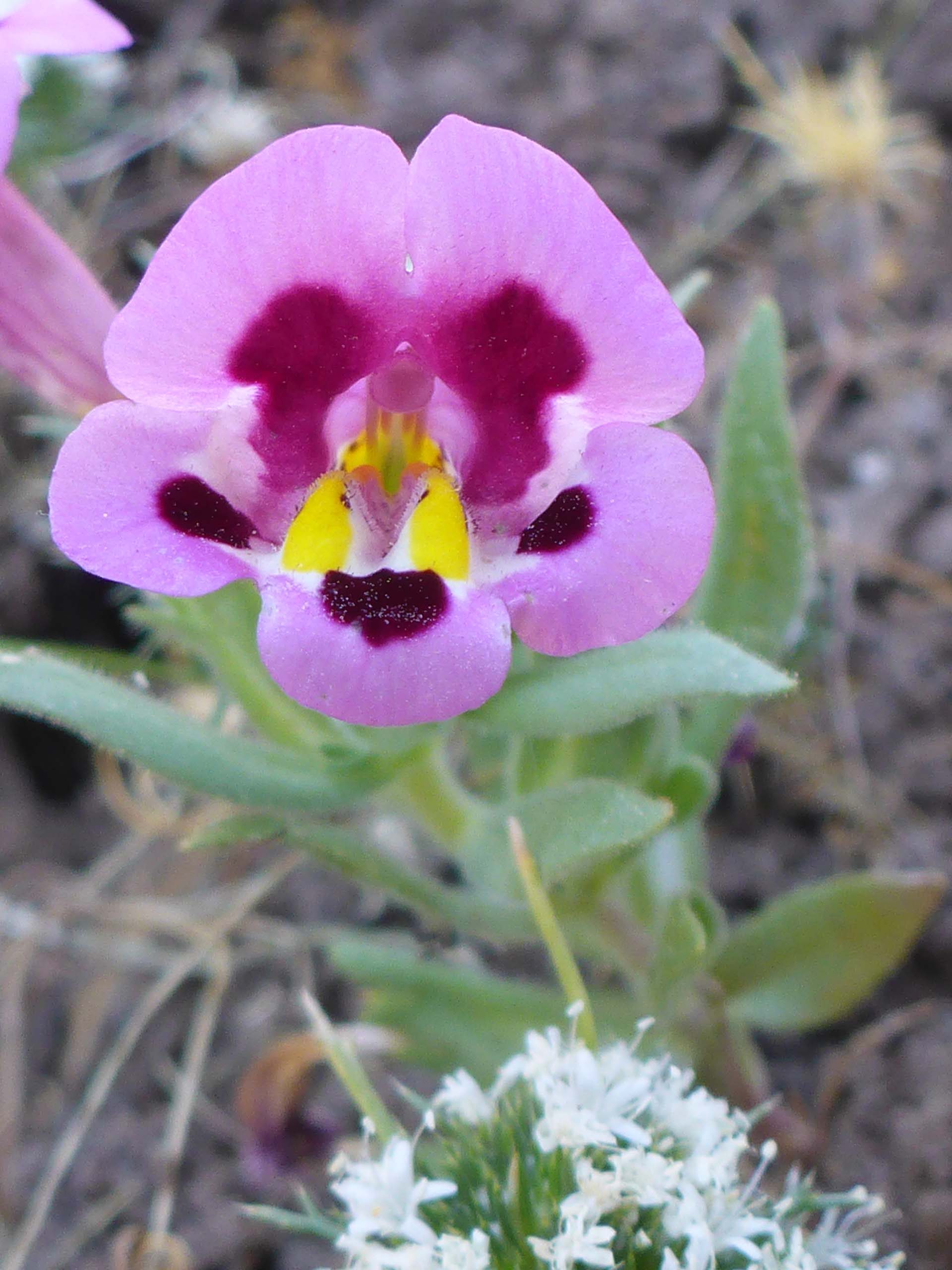 Close-up of tricolored monkeyflower. D. Burk.