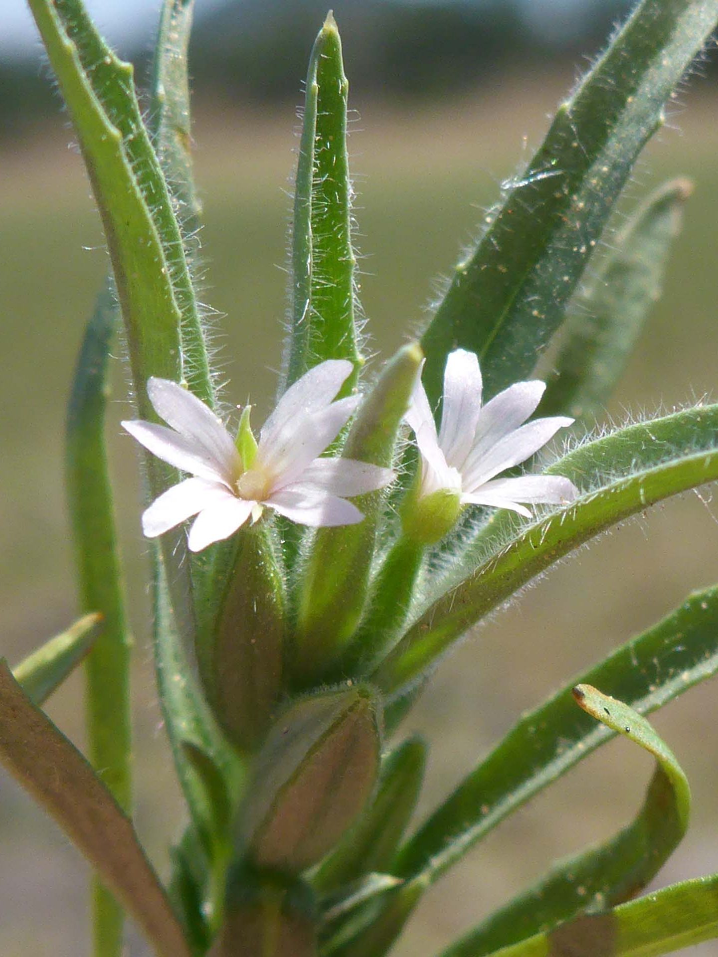 Cleistogamous spike-primrose. D. Burk.