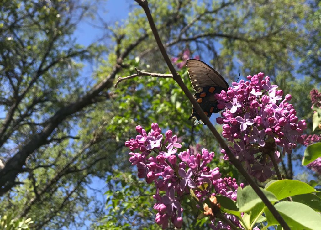 Pipevine swallowtail on lilac. S. Libonati-Barnes.