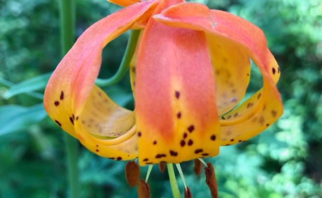 Leopard lily. C. Harvey.