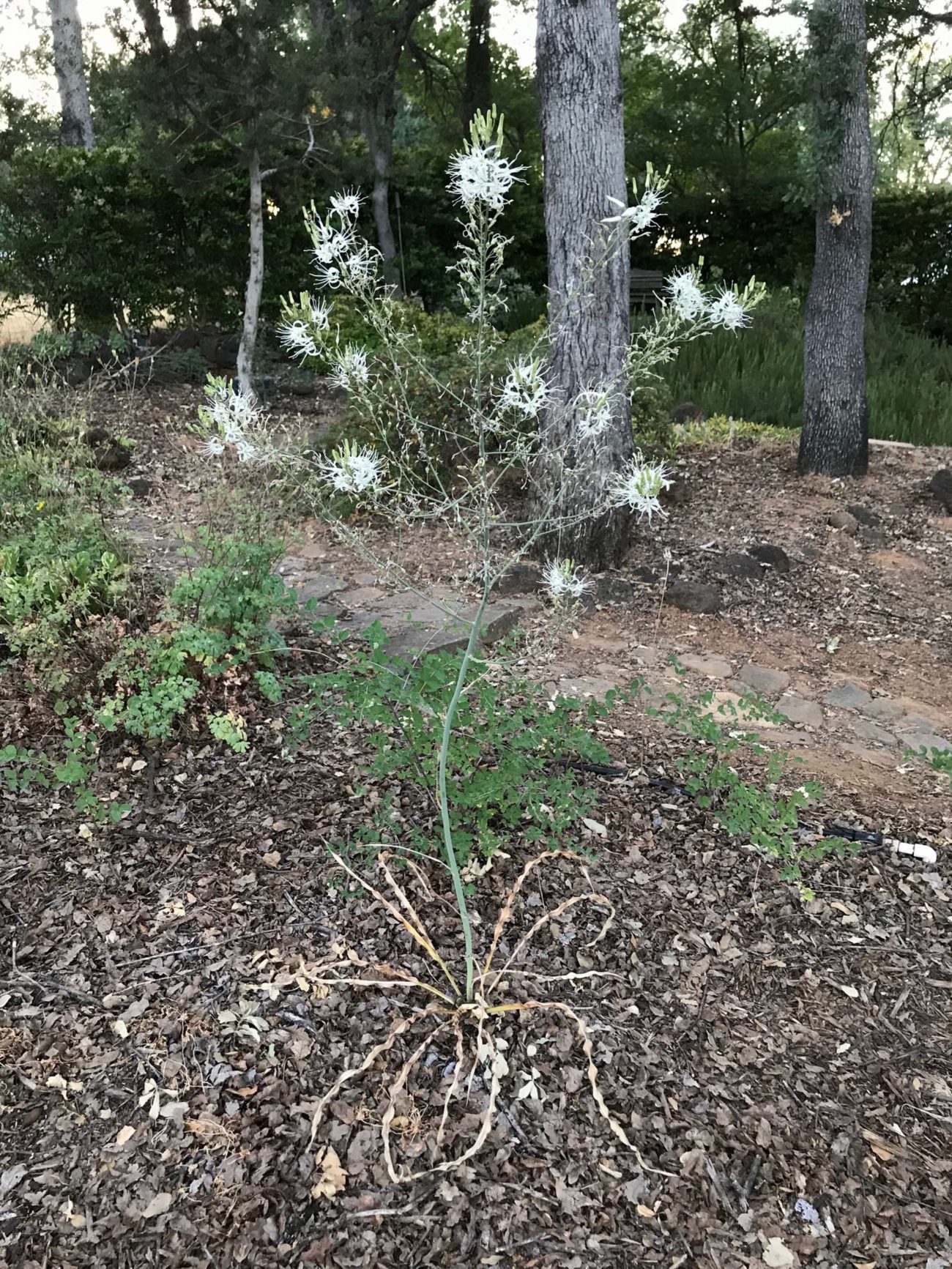 Wavy-leaved soaproot. S. Libonati-Barnes.