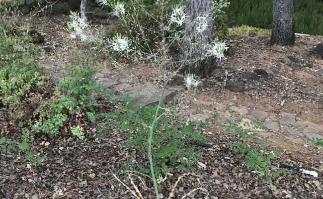 Wavy-leaved soaproot. S. Libonati-Barnes.