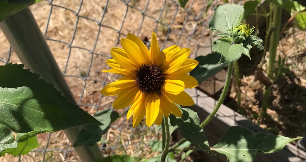 Sunflower. S. Libonati-Barnes.