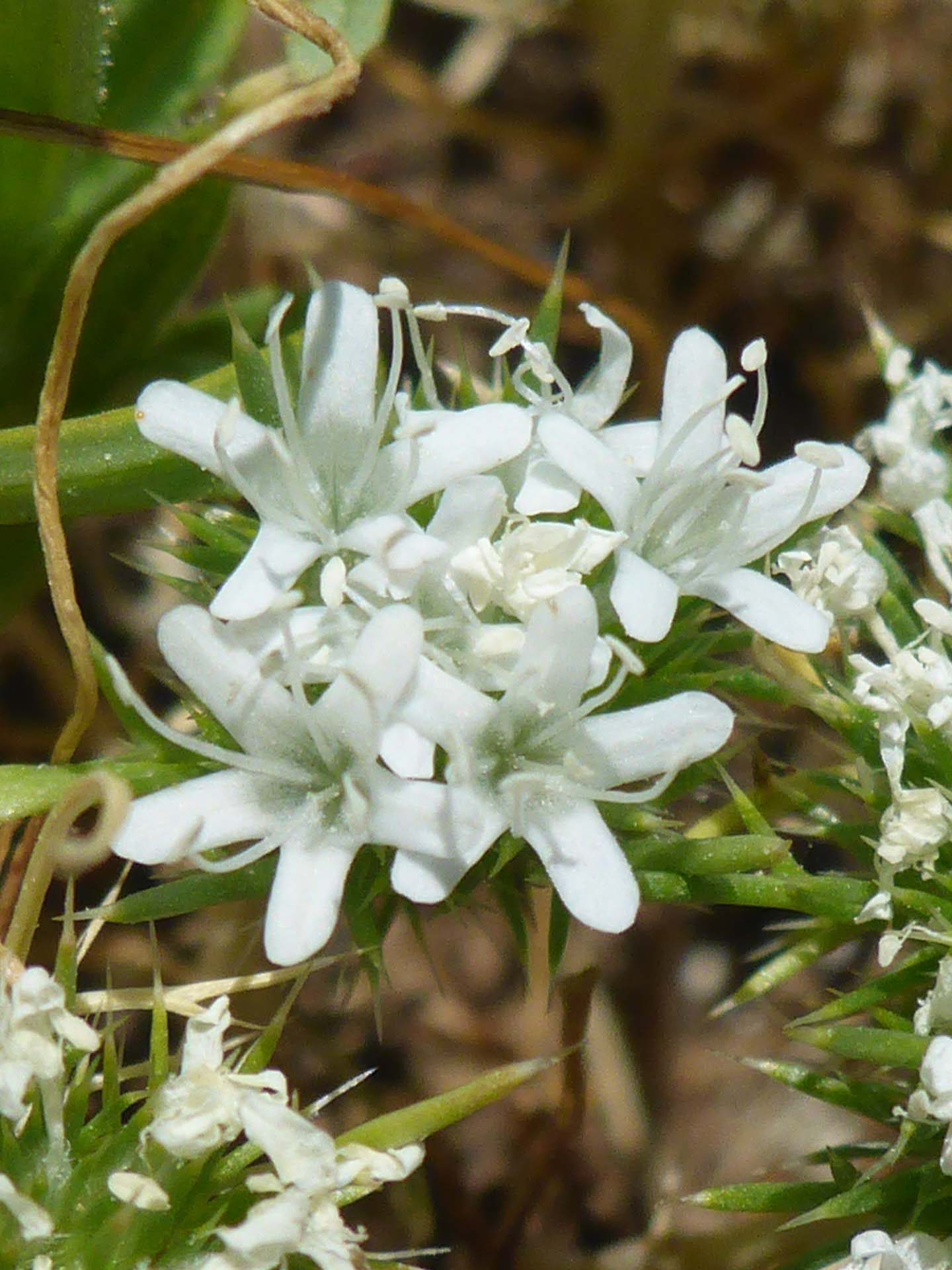 White-flowered navarretia close-up. D. Burk.