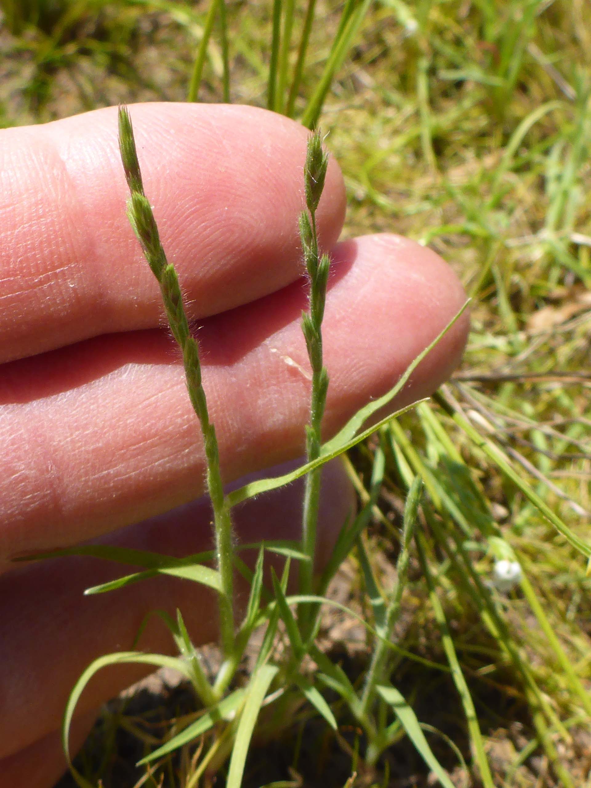 Slender Orcutt grass. D. Burk.