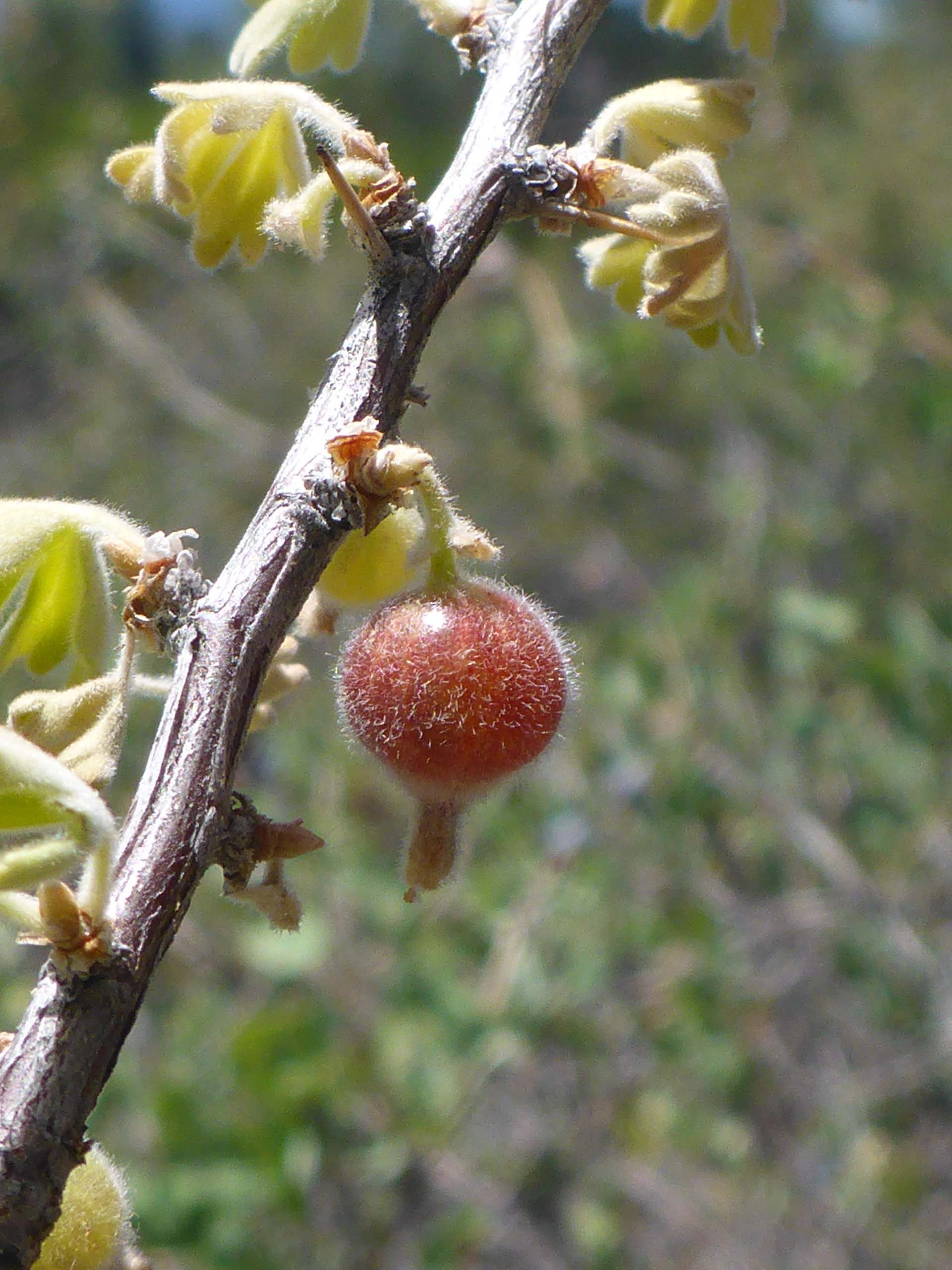 Velvet-leaved gooseberry fruit. D. Burk.