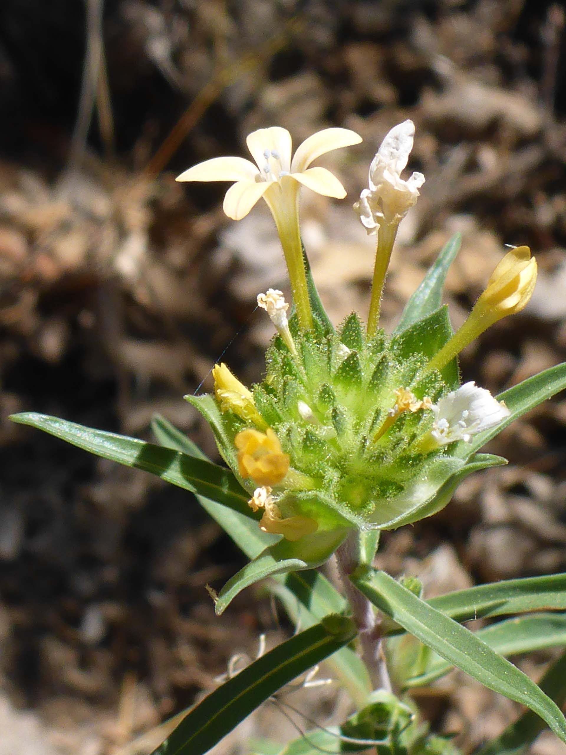 Large-flowered collomia. D. Burk.