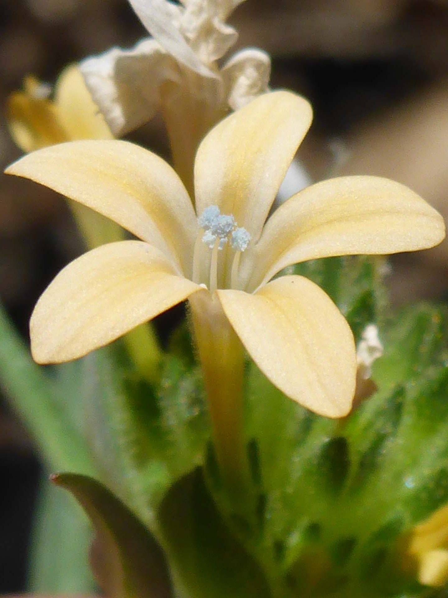 Large-flowered collomia close-up. D. Burk.