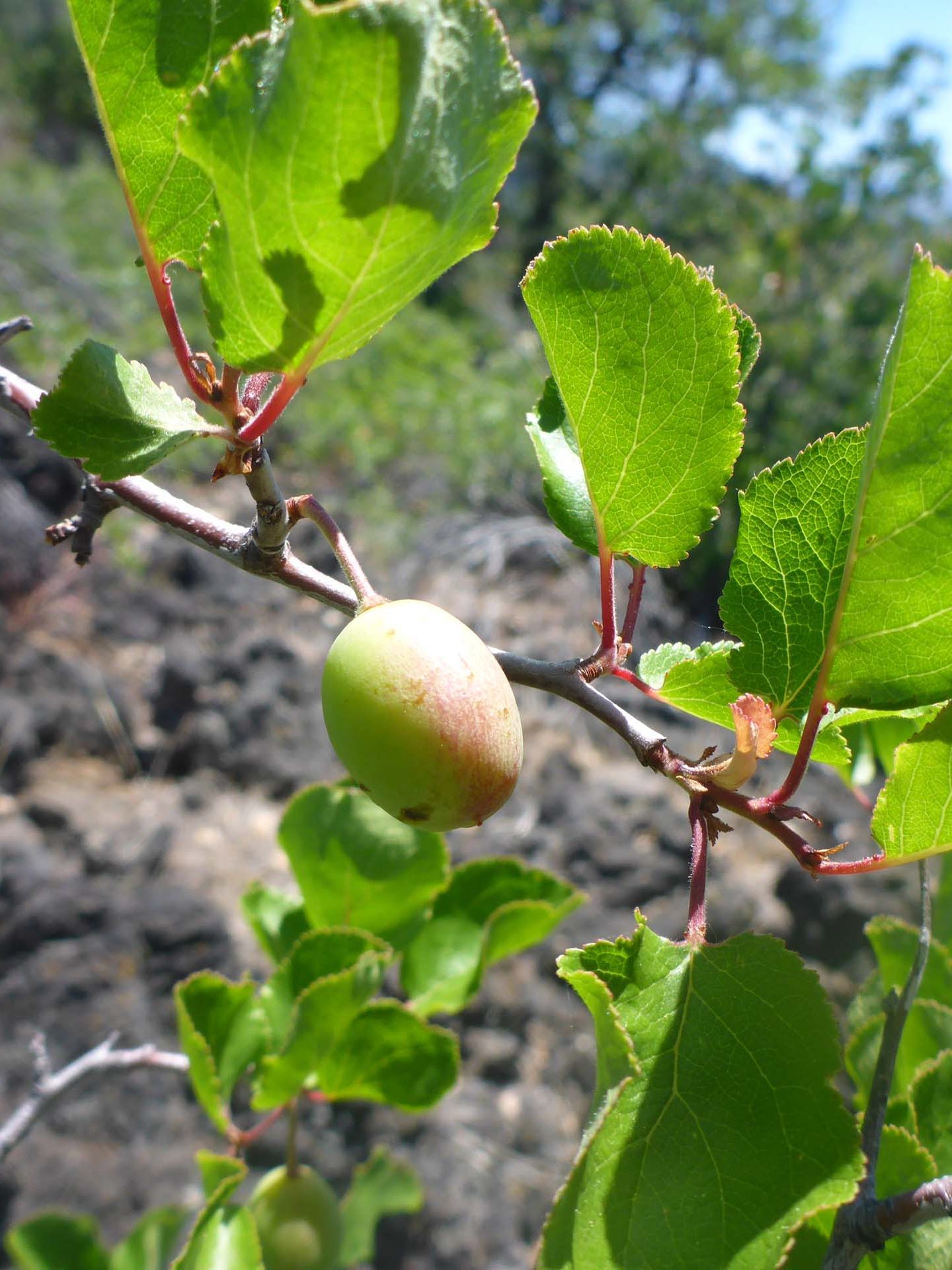 Sierra plum fruit. D. Burk.