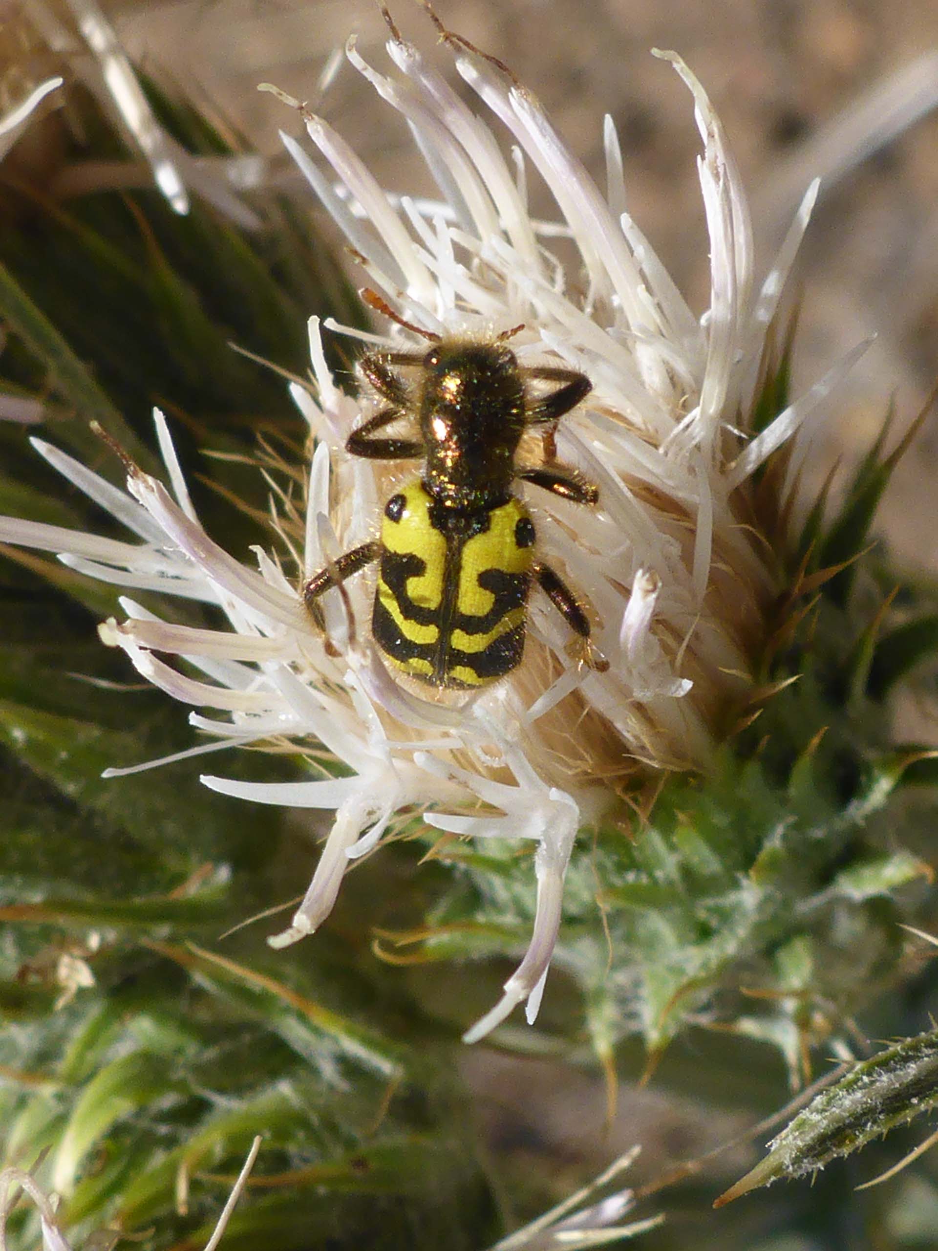 Ornate Checkered Bettle on peregrine thistle. D. Burk.