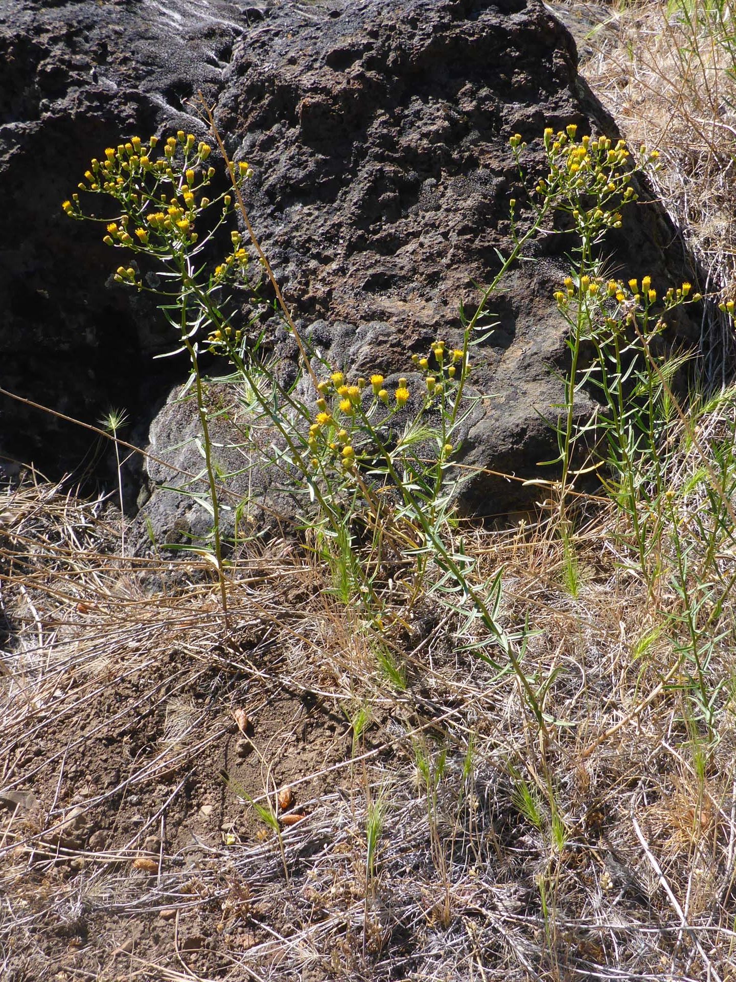 California rayless daisy. D. Burk.