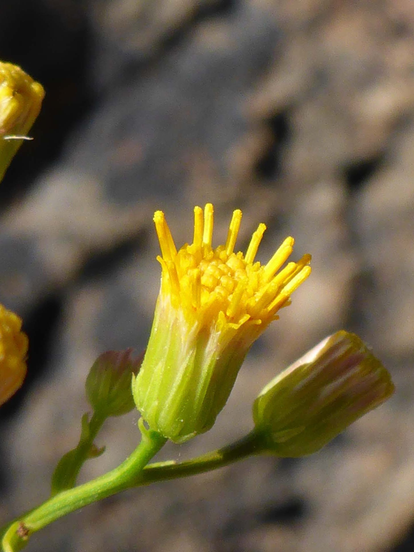 California rayless daisy close-up. D. Burk.
