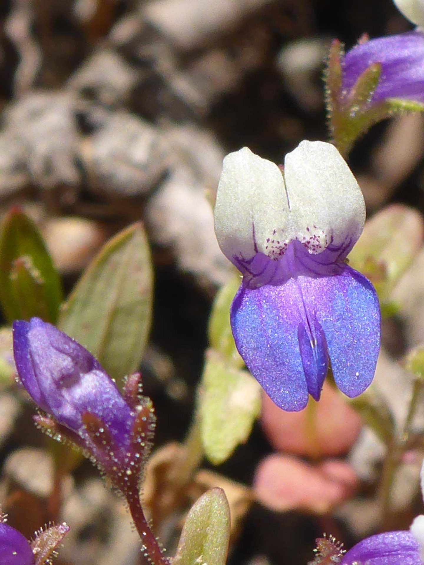 Broad-leaved collinsia close-up. D. Burk.