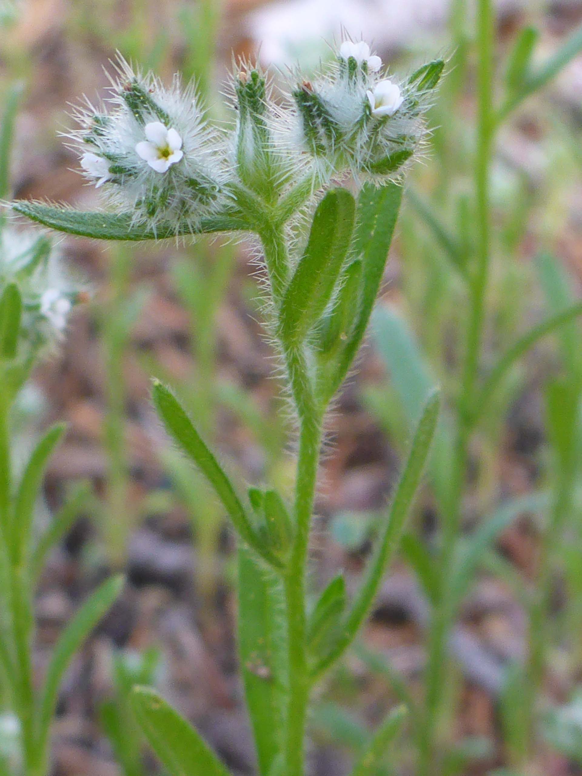 Probably Torrey's cryptantha. D. Burk.