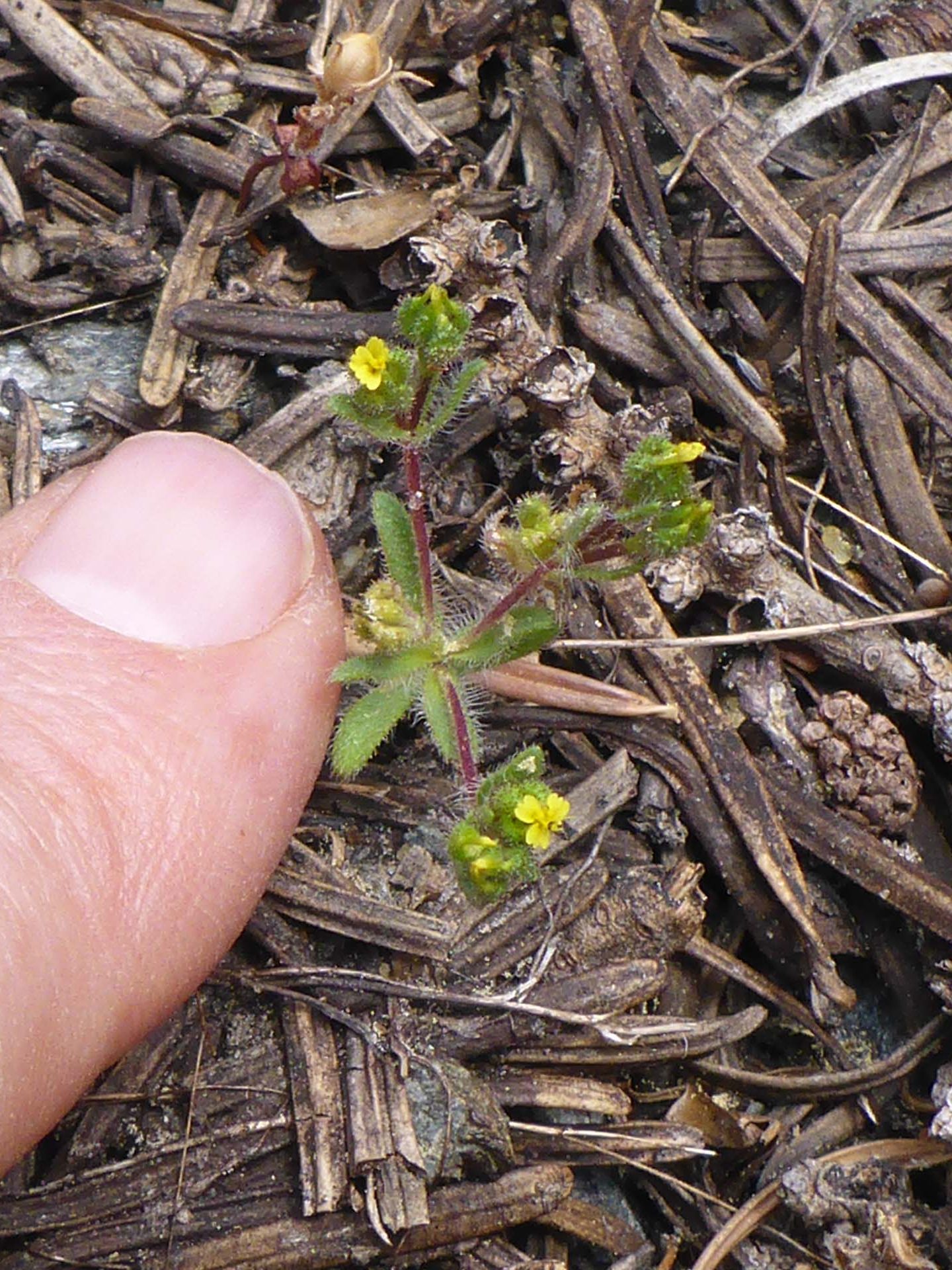 Opposite-leaved tarweed. D. Burk.