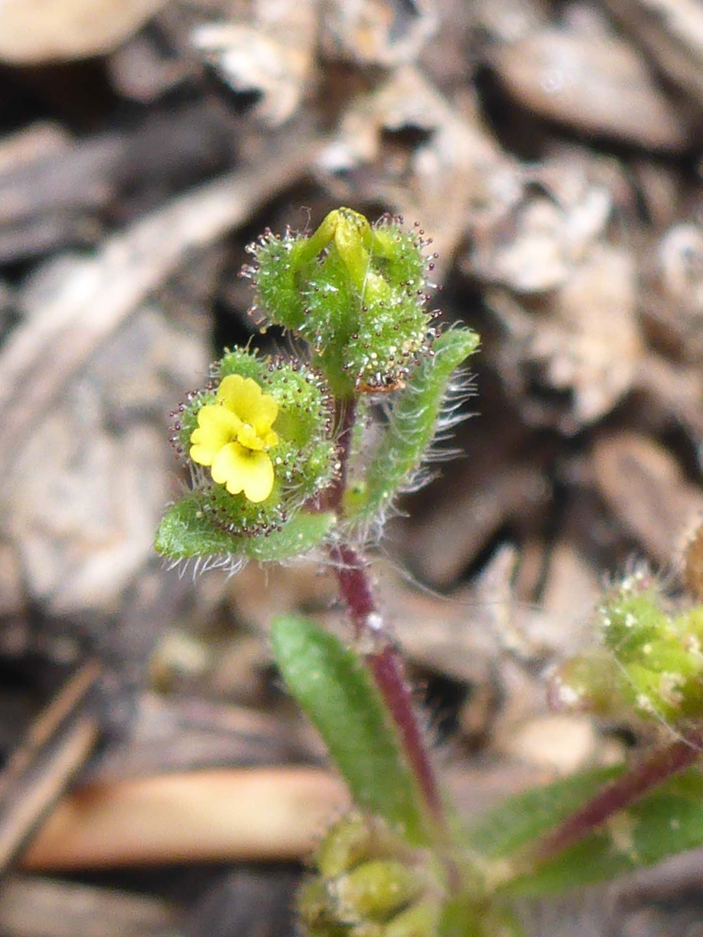 Opposite-leaved tarweed claoe-up. D. Burk.