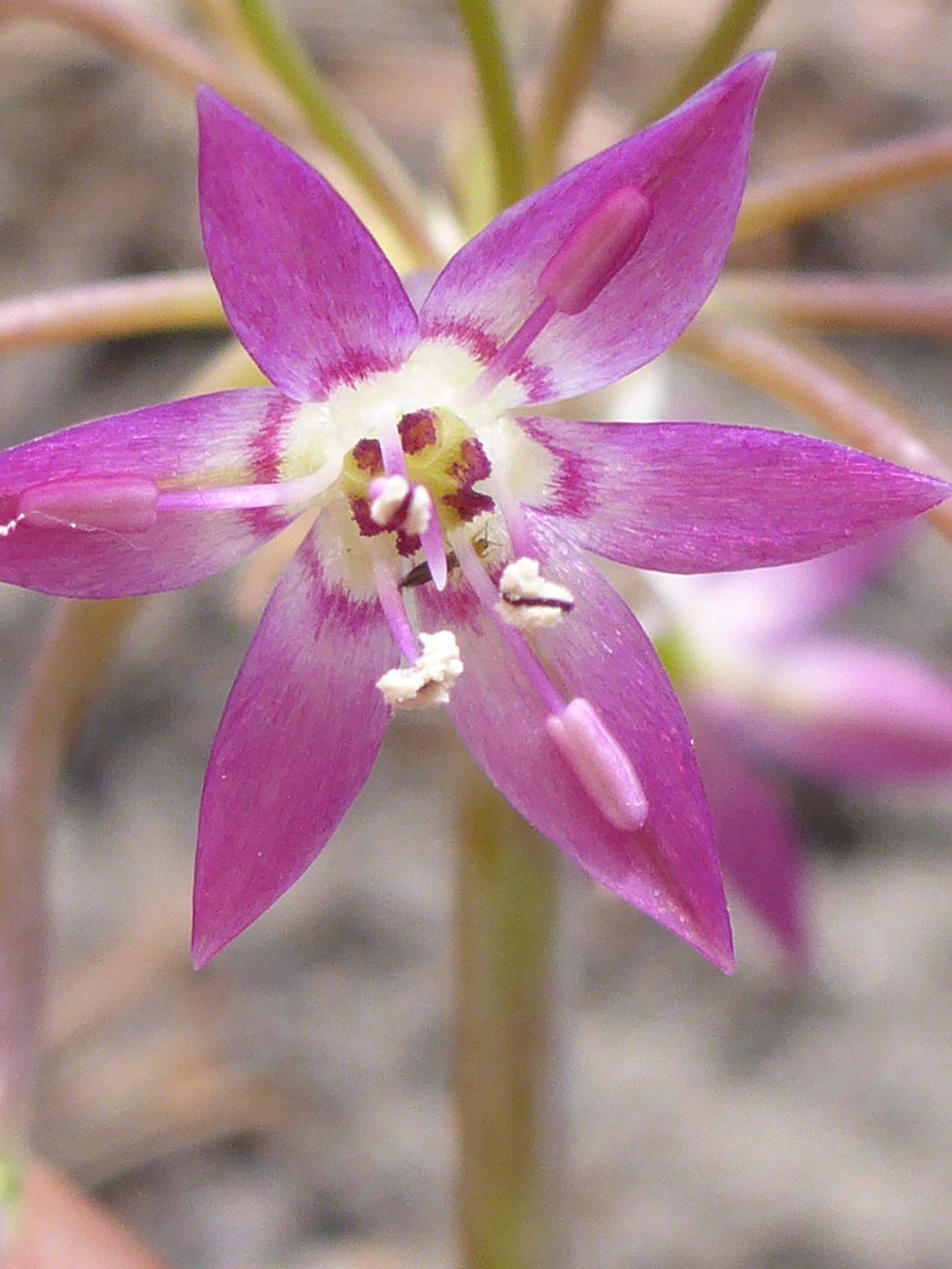 Dusky onion close-up. D. Burk.