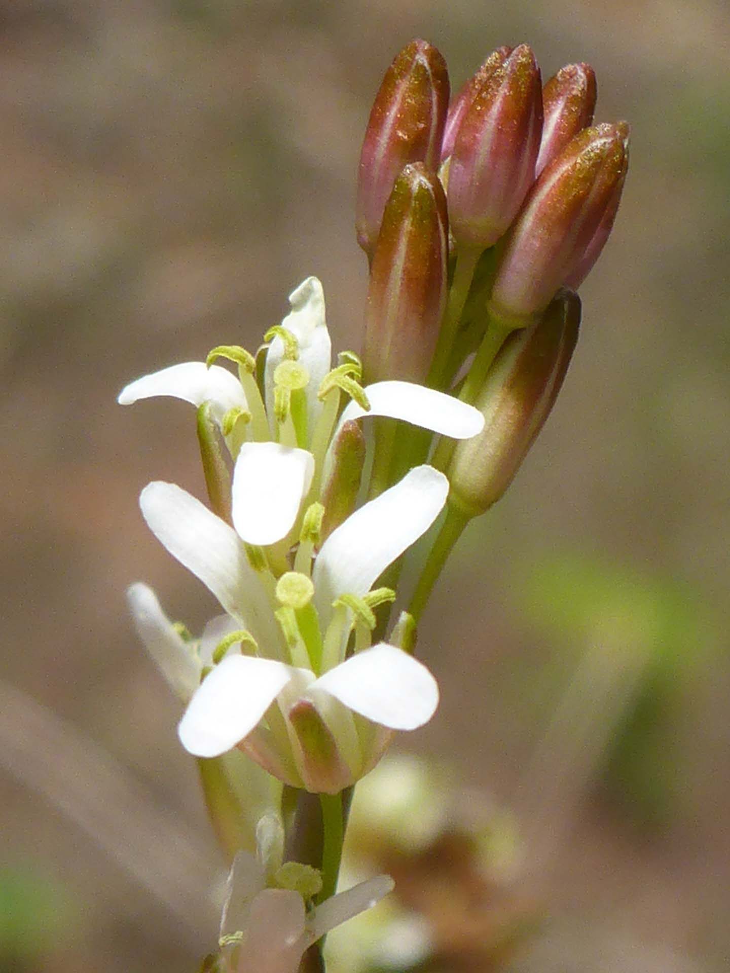 Tower mustard close-up. D. Burk.