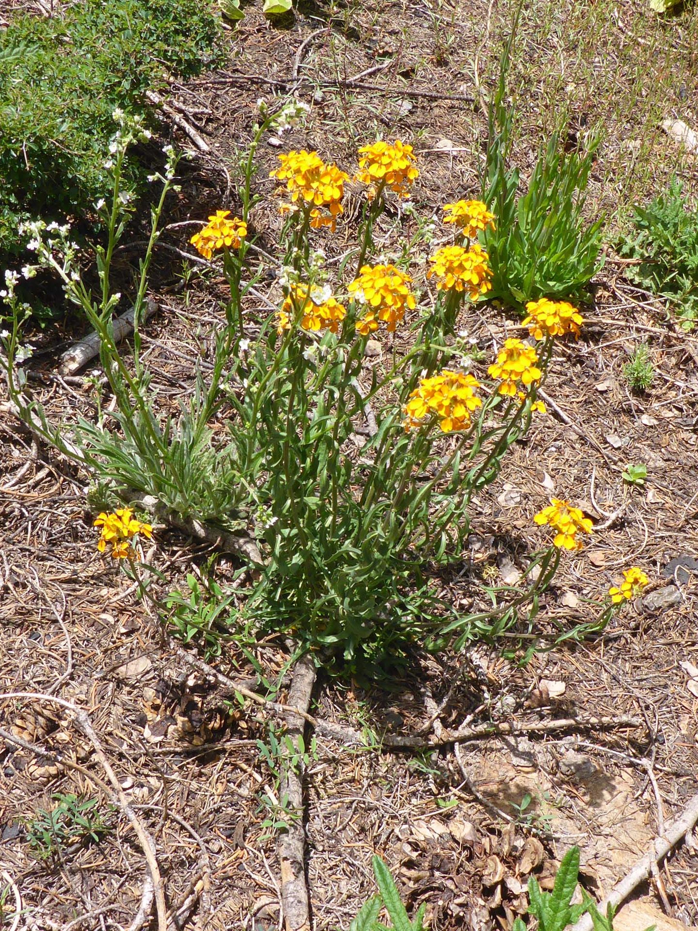 Western wallflower. D. Burk.