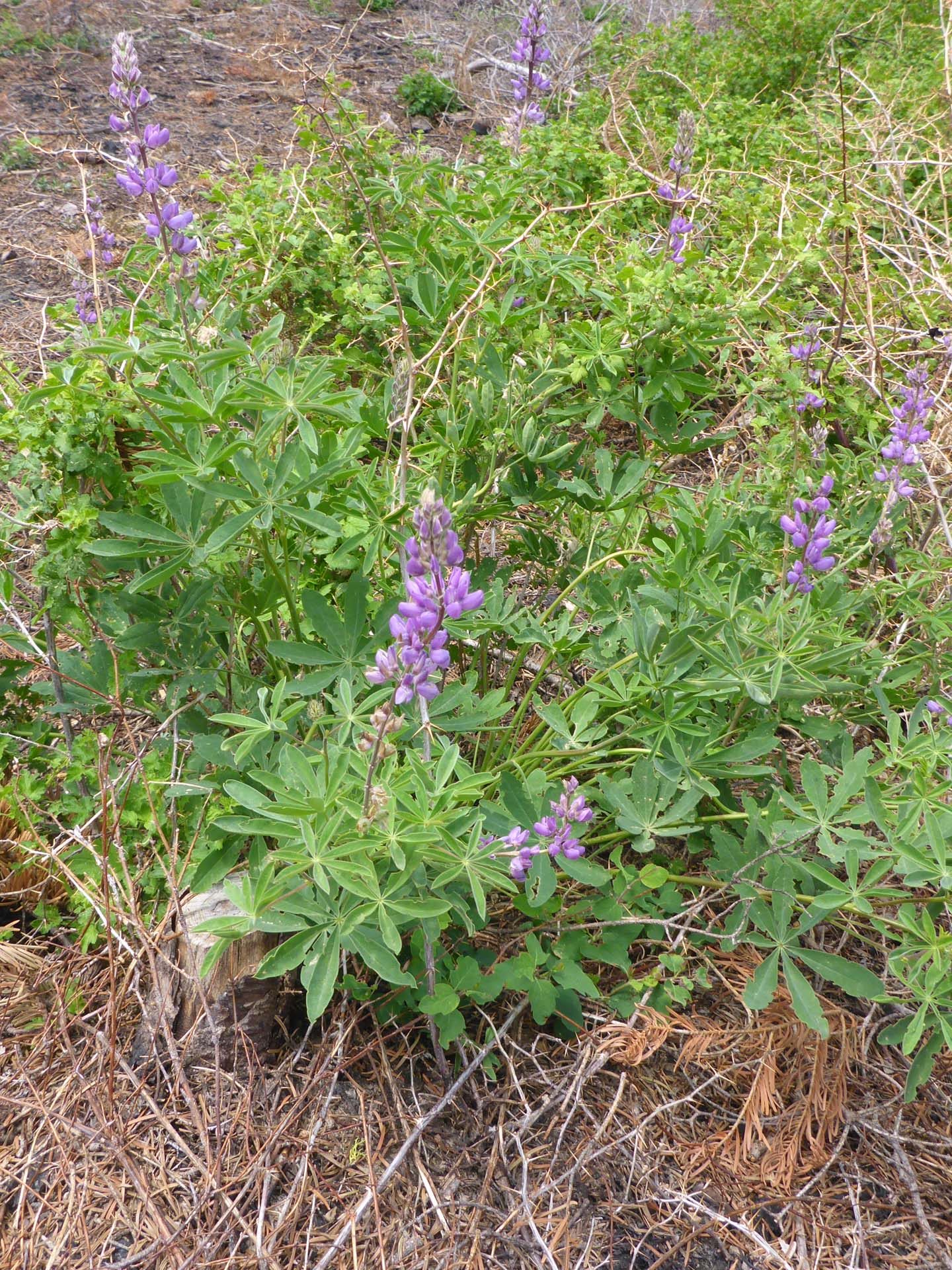 Broad-leaved lupine. D. Burk.