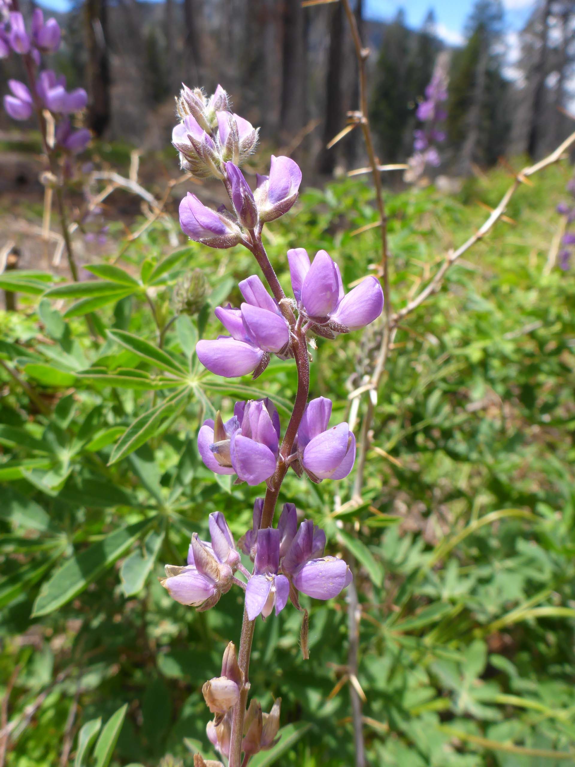 Broad-leaved lupine inflorescence. D. Burk.