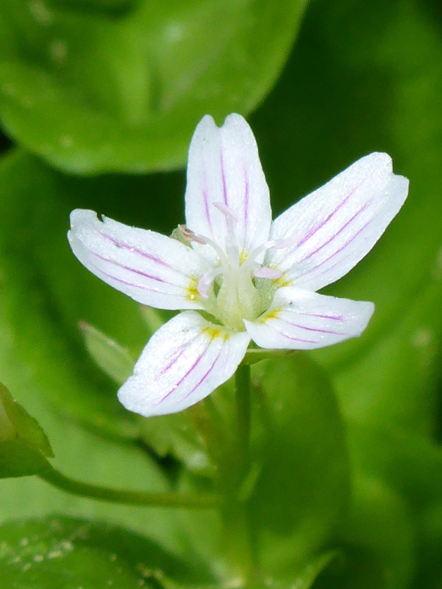 Candy flower close-up. D. Burk.