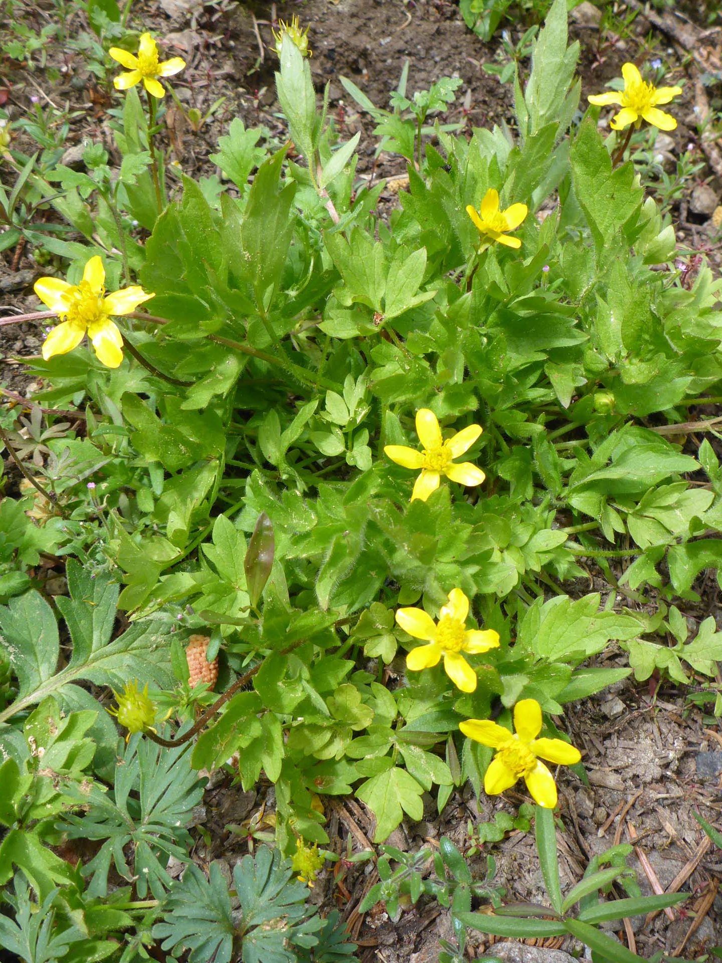 Straight-beaked buttercup closer look. D. Burk.