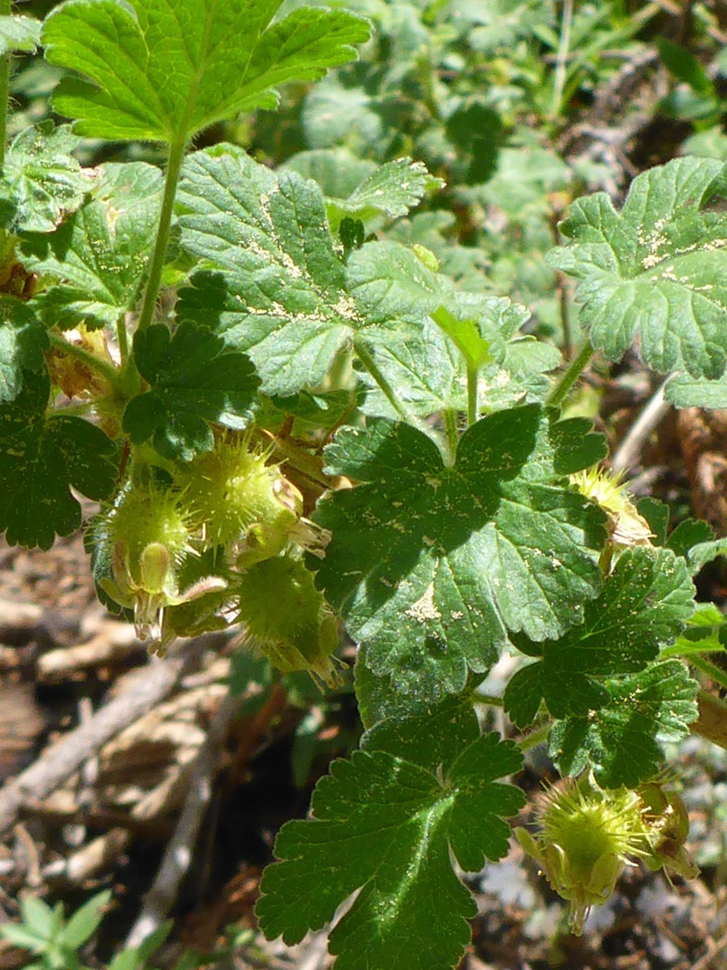 Trailing gooseberry. D. Burk.