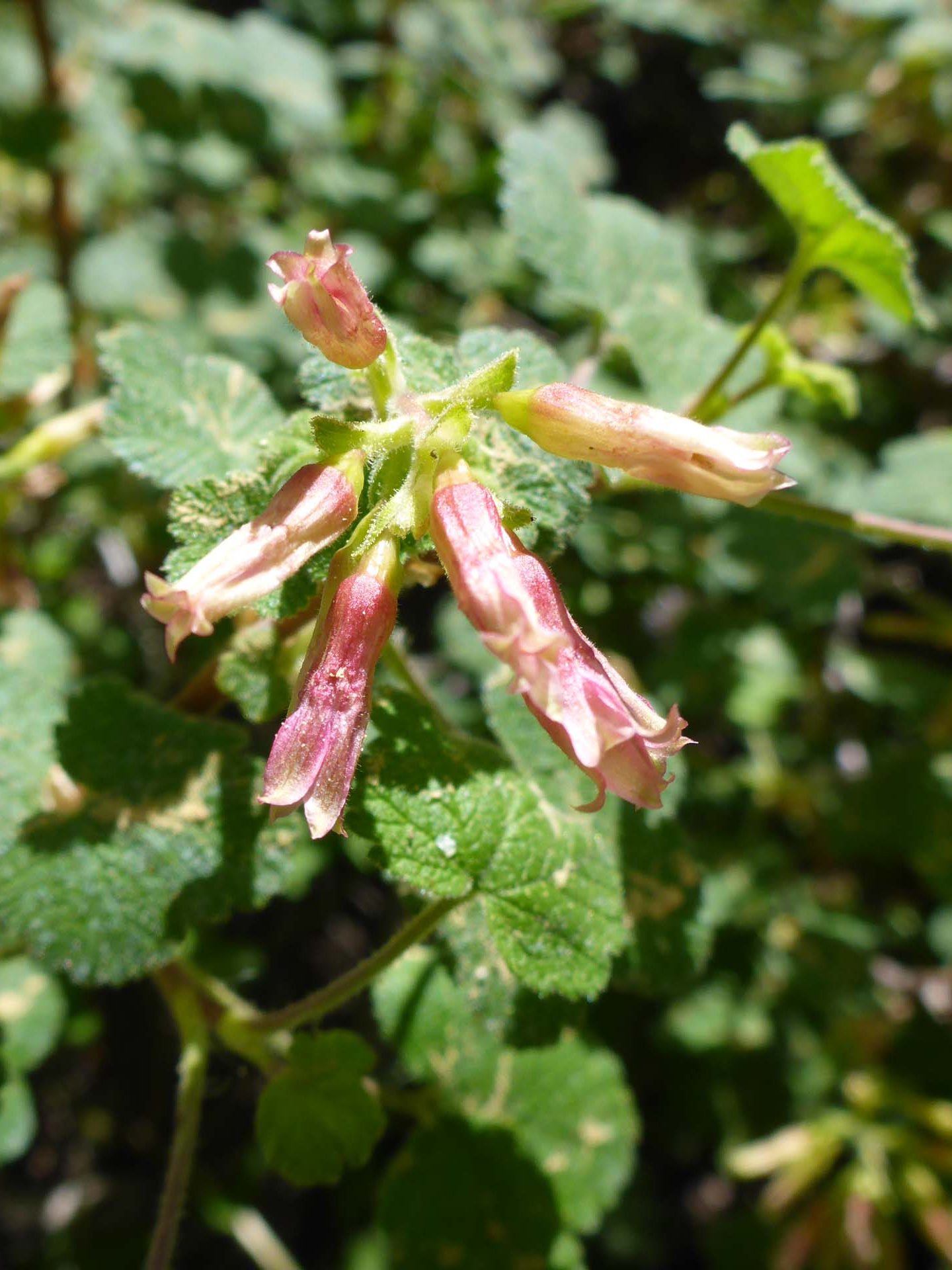 Sticky currant. D. Burk.