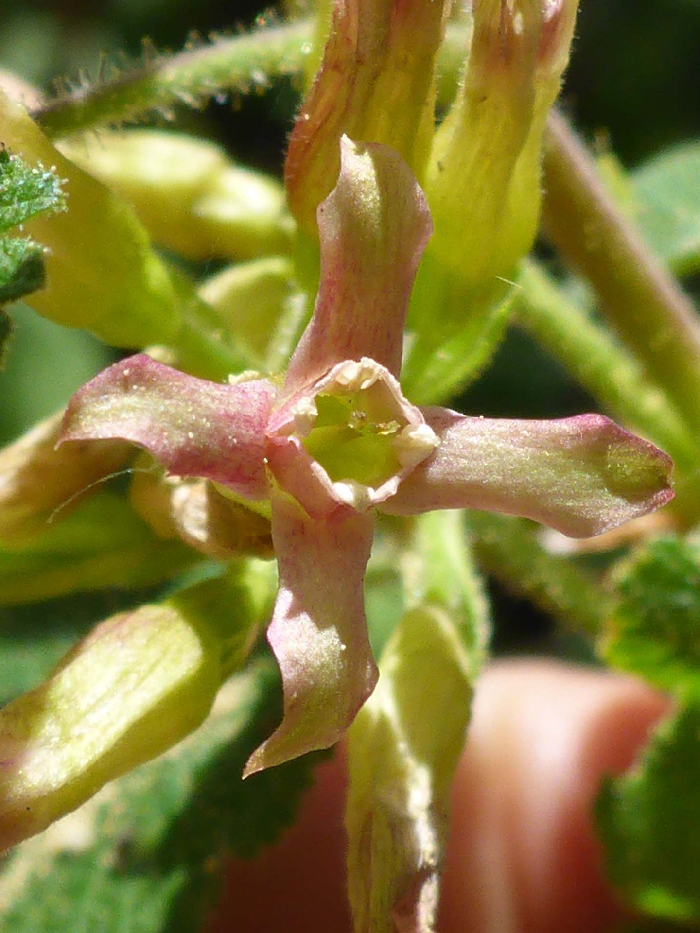 Trailing currant close-up. D. Burk.