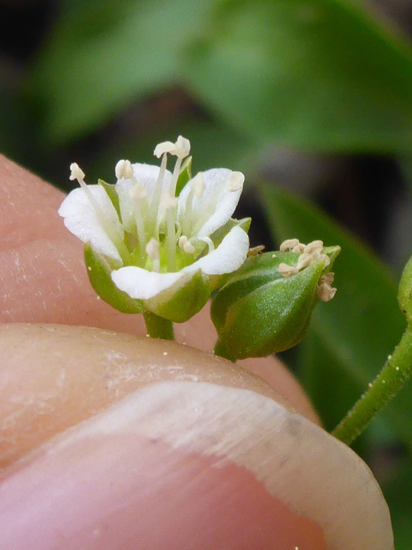 Large-leaved sandwort close-up. D. Burk.