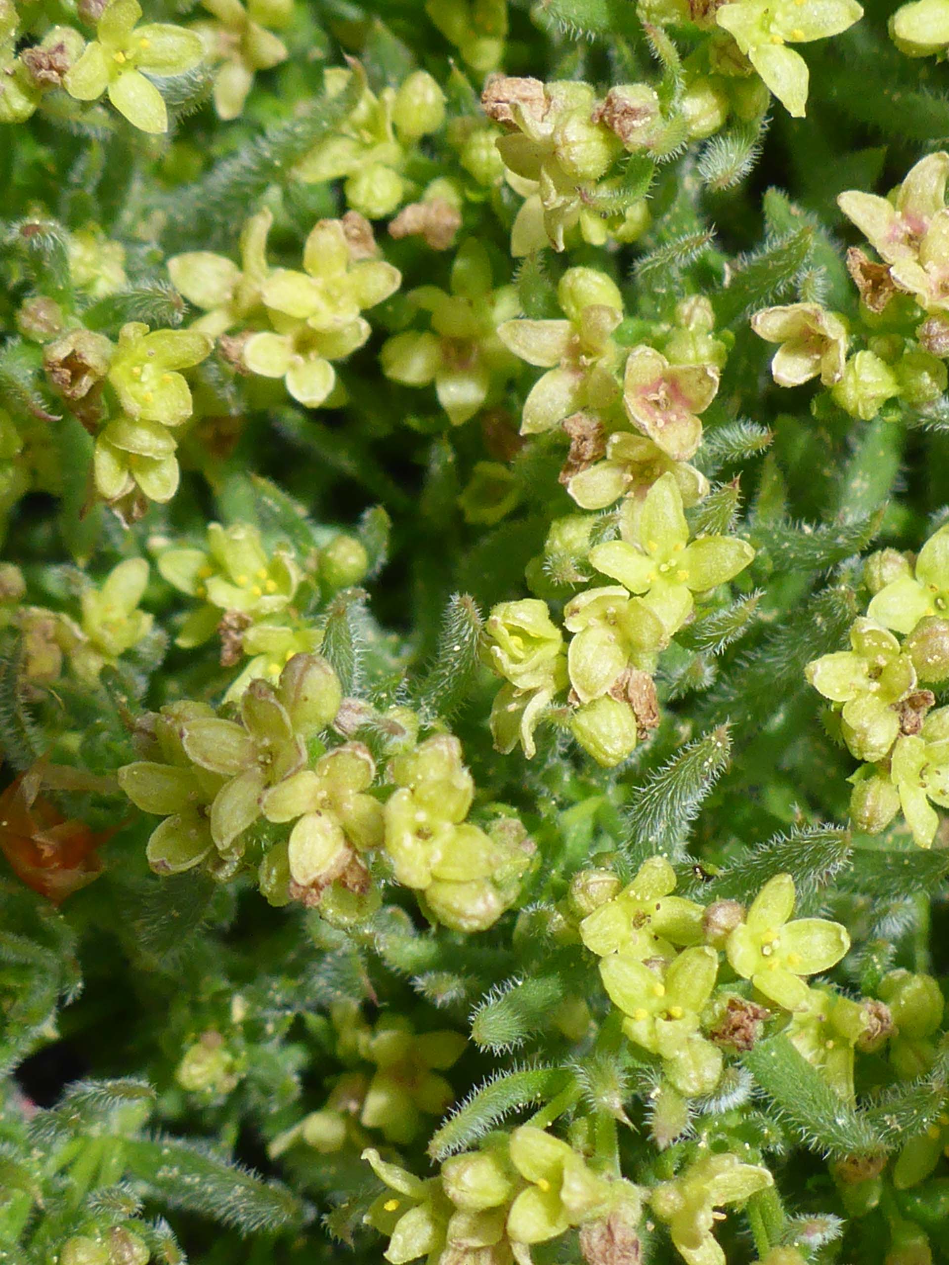 Yolla Bolly bedstraw close-up. D. Burk.