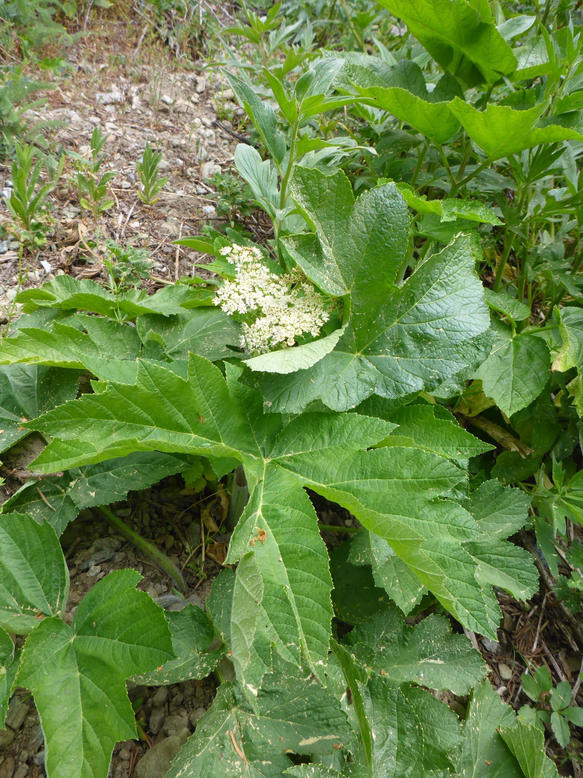 Cow parsnip. D. Burk.