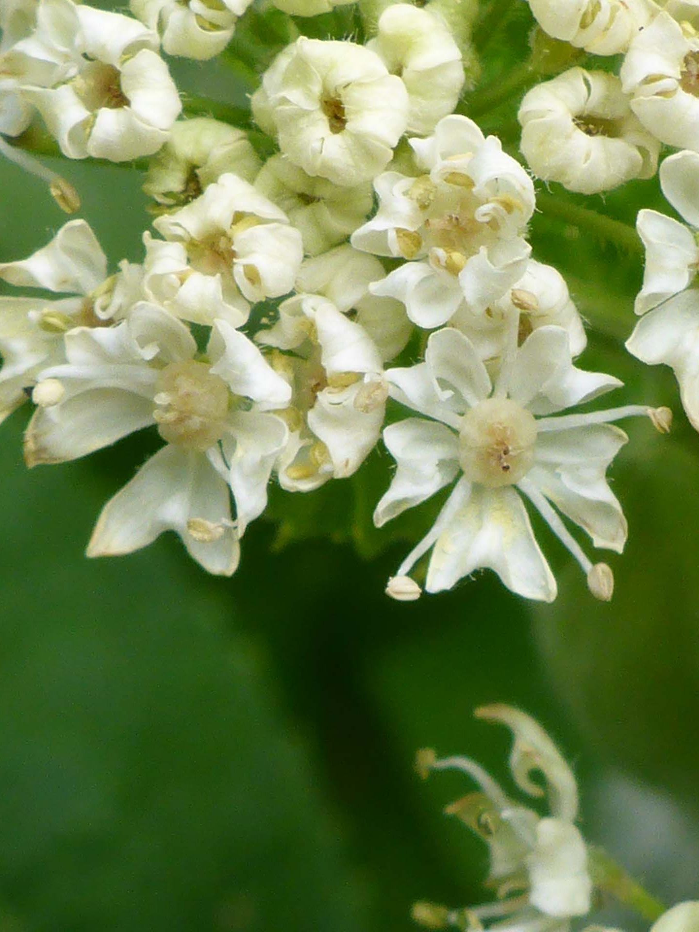 Cow parsnip close-up. D. Burk.