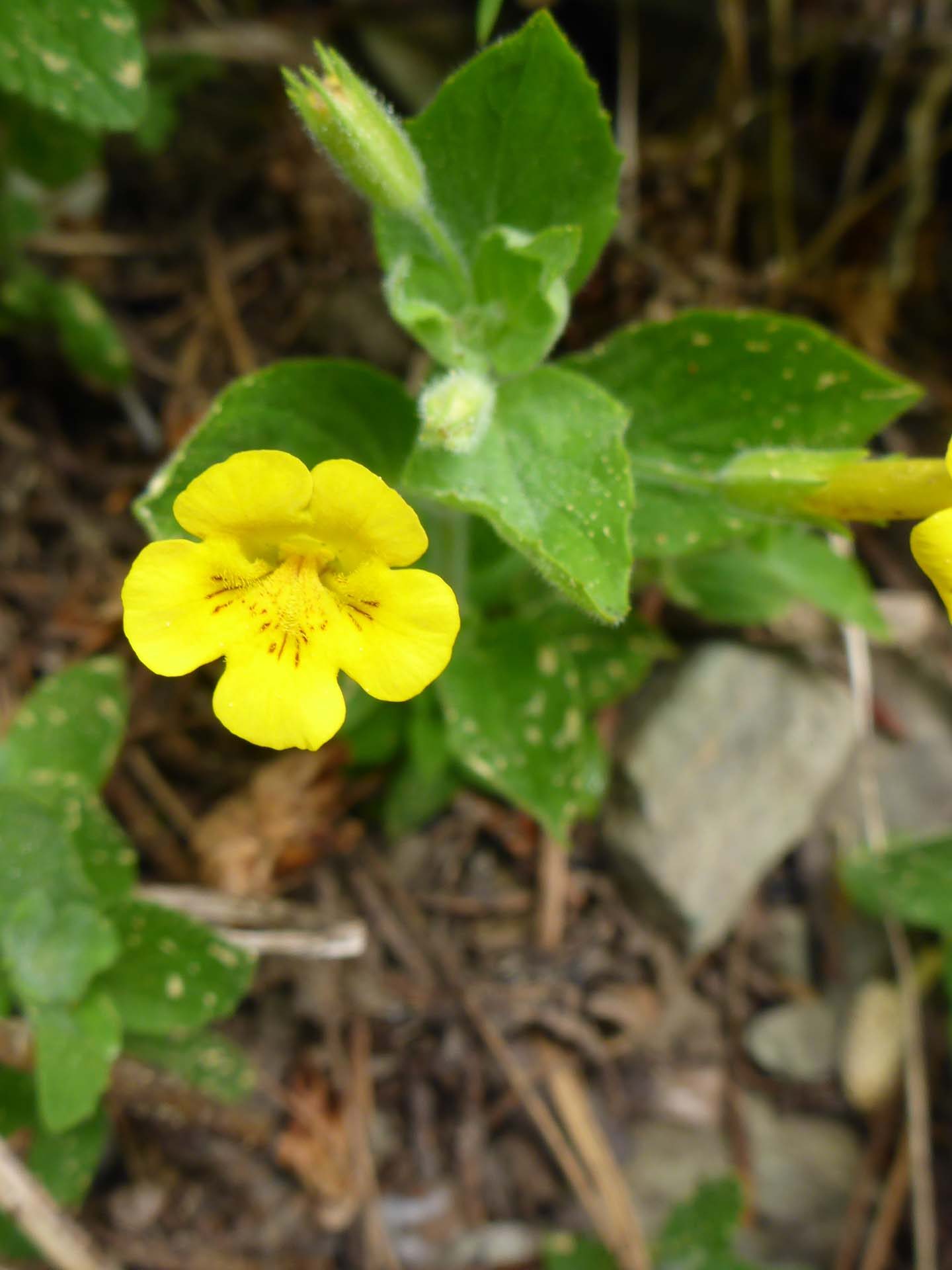 Musk monkeyflower. D. Burk.