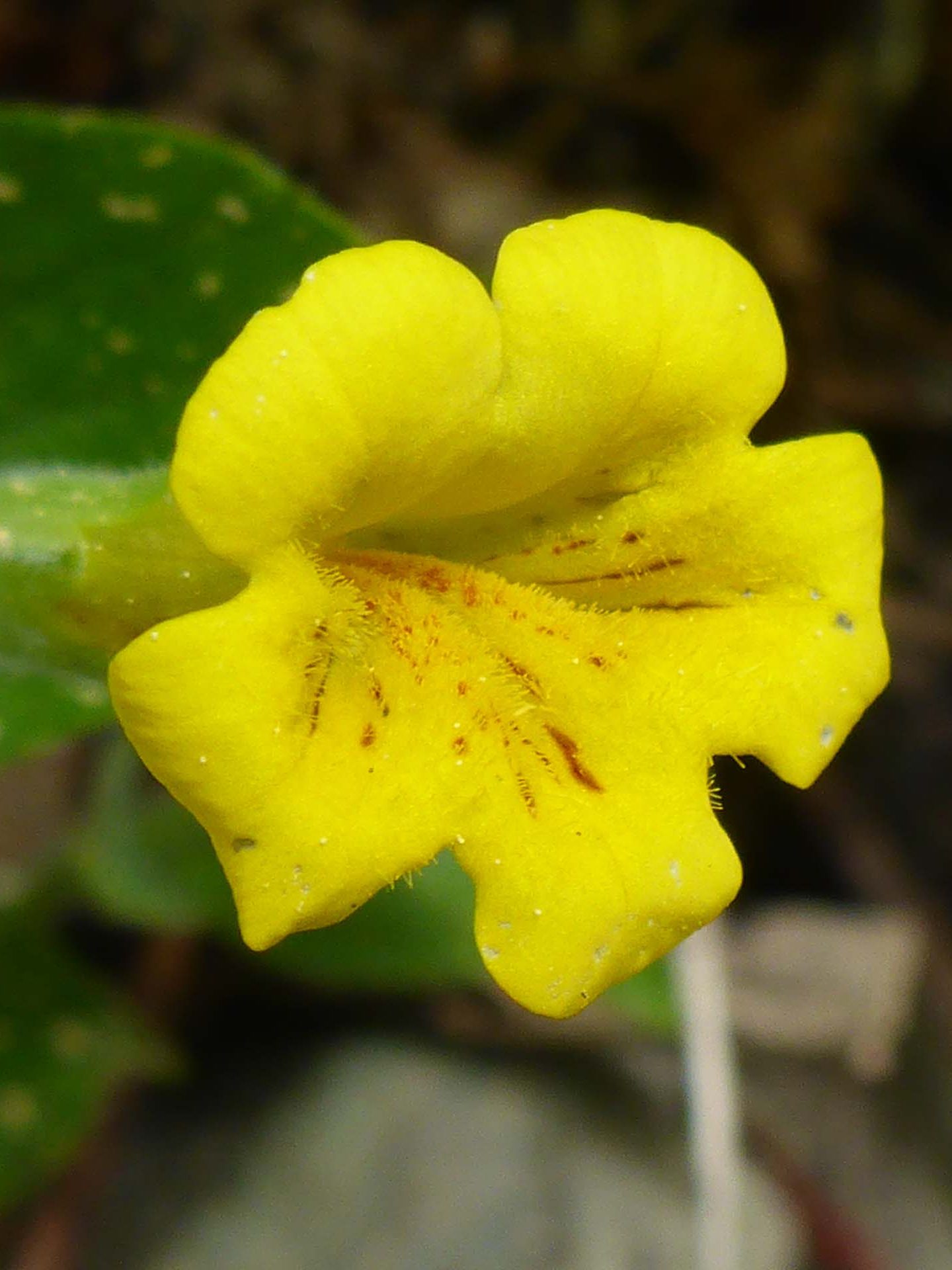 Close-up of musk monkeyflower. D. Burk.